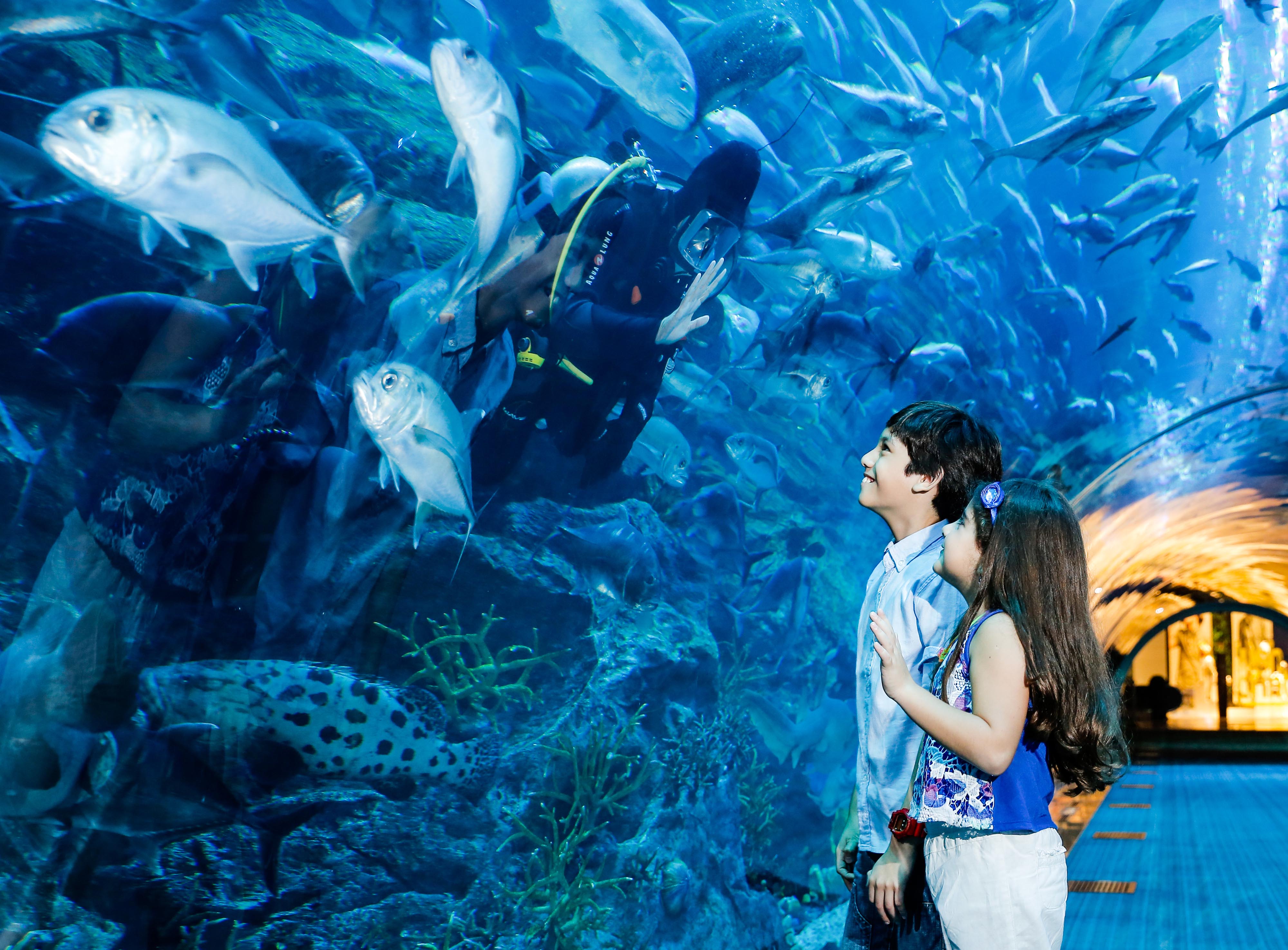 MustVisit Aquariums in Dubai 2024 Opening Hours, Location, & More!